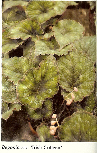B. ‘Irish Colleen’